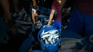 Fish Market scenery#fishing #amazing #adventure #angler #bangus #milkfish #best #travel #viral
