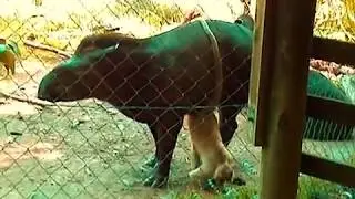 Monkey Has His Way With A Tapir. Inter-Species Love.