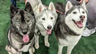 My Dogs Have the Best Day EVER!