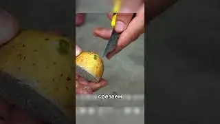 🔥How to cross a tomato with a potato?