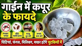 Benefits of camphor in the garden || Ants, fungus, mealybugs, mosquitoes will be removed in a jif...