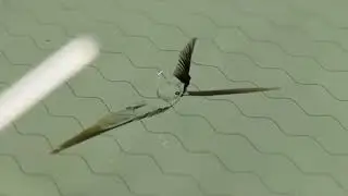 ремонт скола на лобовом стекле с обогревом.