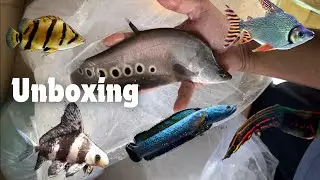 Unboxing exotic fishes தமிழ் fire eel clown knife arowana catfish | bt aqua coimbatore
