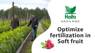 Optimize fertilization in Soft fruit