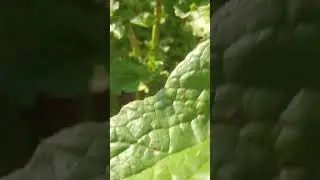 Kırmızı Turp Yetiştiriciliği