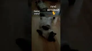 Хватит спать!Пух!Вставай! 