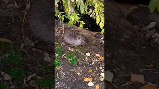 Осень, ондатра и саксофон. #shorts #длядуши #природа #осень