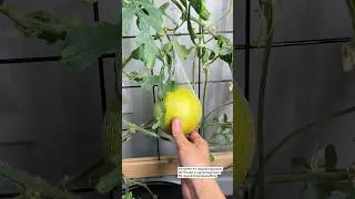 Adding Fruit Support Hammocks