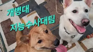 진범을 찾아라ㅡ개병대 지능수사대