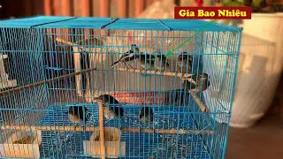 Hỏi Gía || Chim CHÒE THAN NON Ở Tiệm Chim Cảnh Bán Bao Nhiêu// Chiến Ơi