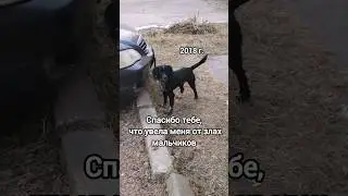 Как у меня поивился Ричи. Это судьба?) #perrodog #рекомендации #собака