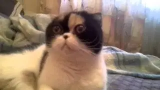 Ordinary cat video.