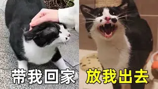 流浪貓滾地賣萌求人類收養，可剛進门就後悔了｜李喜猫