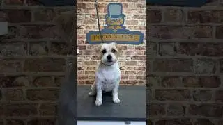 Doggy Daily Episode 346: Rua the Jack Russell 🐾 #jackrussell #terrier #rua #doggrooming #cutedog