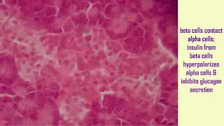 pancreatic alpha cells in diabetes