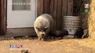 Реалити-шоу 