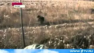 Медведь VS Китайские фермеры