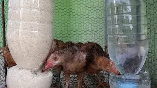 How to make a tray to feed the chicks is very simple _ the chicks who have lost their mothers