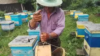Как посадить Рой пчёл . Матка старая и молодая.