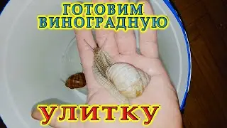 Эксперимент | Готовим виноградных улиток