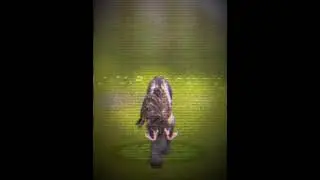 #wildcraft Edit