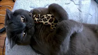 Мой кот Марсик и его маленькие братик и сестричка!