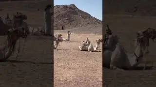 Camel riding Hurghada excursion