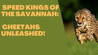 Cheetah unleashed: exploring the blazing speed of nature's fastest predator