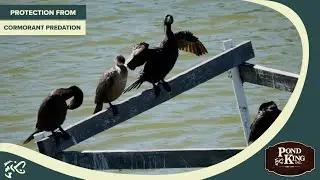 Protection From Cormorant Predation