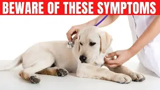 4 Important Symptoms That Can Cost Your Dog's Life!