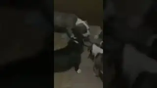 Hermoso cachorros Pit Bull Terrier con 39 dias de nacidos 😍😍 
