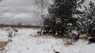 Зимние витамины