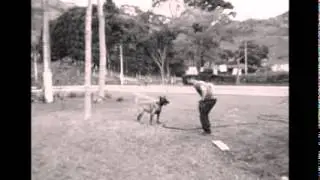 VIDEO WOLF K9