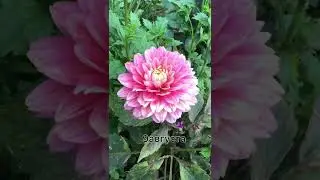 Размножаем георгины