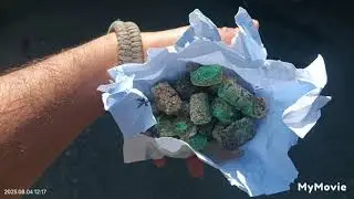 1080 POISON ALL OVER THE RIVER BED#2023 #viral #deerhunting