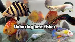 Jumbo Indonesian tiger datnoid | fireeel albinoarowana discus | unboxing best selling fishes bt aqua