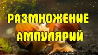 Размножение ампулярий в аквариуме. Разведение ампулярий. Аквариумная улитка ампулярия