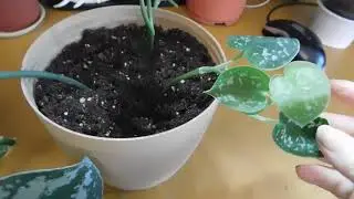 Комнатные цветы, мои новинки и не только они.