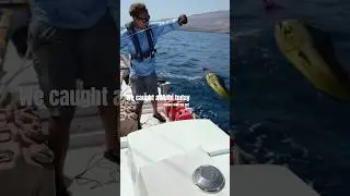 That hurt 🤣 #mahi #fishing #boatlife