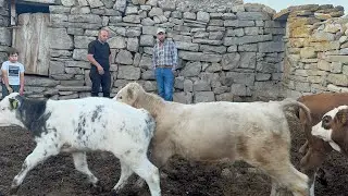 TAŞ DUVALAR İÇİNDE KALİTELİ BESI DANALARI