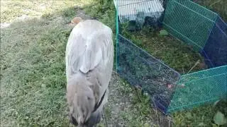 Чайку отдали в приют для диких животных