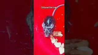 Oil bowl traps should be a last resort, they are stressful for the mouse! But it beats a kill trap