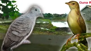 Wild Bird - The Sound Of Birds In The Wild