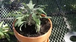 How to Repot Sage : Planting Herbs