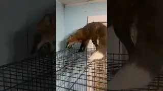 Куда угодно за огурцом #лиса #животные #fox #лисаальма