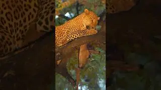 Leopard feast 🐆 #shentonsafaris #getclose #southluangwa #southluangwanationalpark #leopardkill