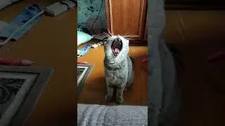 Кот Василий зевает