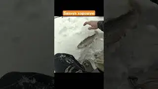 Уххх хорошая #рыба #рыбалка #fish #fishing #поймалотпусти #малыереки #форель #trout #рыбак #пятна