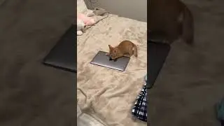 компьютер* #шайлураптор #индоминусяйца