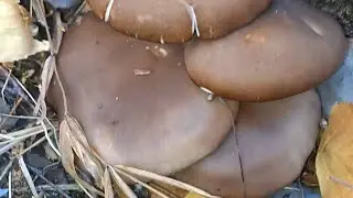 СНОВА ВЕШЕНКА